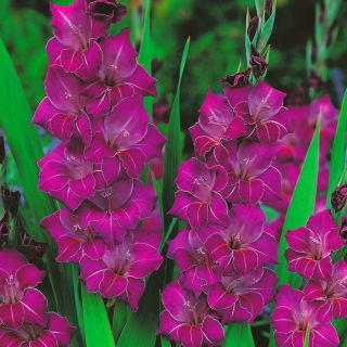 Mieczyk Violetta - 5 szt.