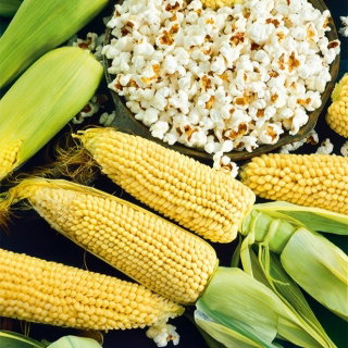 Kukurydza pękająca Płomyk