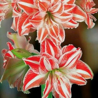 Hipeastrum - Amarylis - Dancing Queen