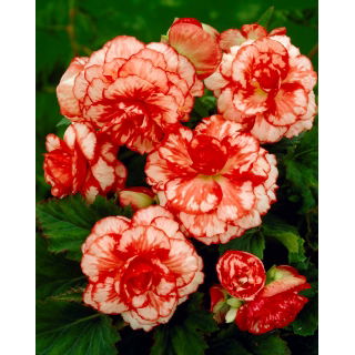 Begonia - Marmorata - czerwono-biała - 2 szt.