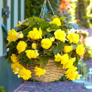 Begonia zwisająca - żółta - 2 szt.