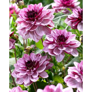 Dalia - Creme de Cassis