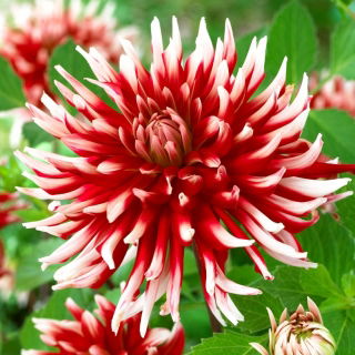 Dalia - Friquolet