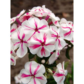 Floks (Phlox) - Płomyk wiechowaty - Twister - 1 szt.