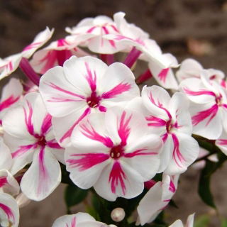 Floks (Phlox) - Płomyk wiechowaty - Twister - 1 szt.