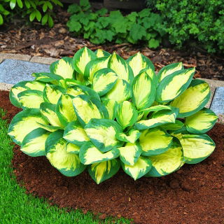 Funkia niska - Hosta Popcorn
