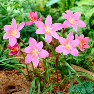 Habranthus robustus - 10 szt.