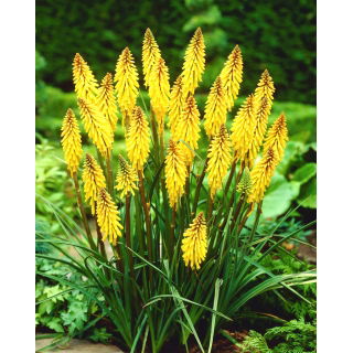 Kniphofia żółta - Minister Verschuur - 1 szt.