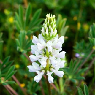 Łubin wąskolistny słodki Tango - 25 kg