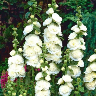Malwa biała - White - 1 szt.