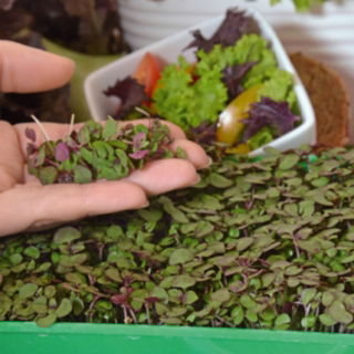 Microgreens - Pachnotka zwyczajna fioletowa - młode listki o unikalnym smaku