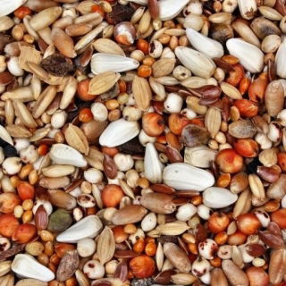 Mieszanka strączkowo-paszowa na poplon - 1 kg