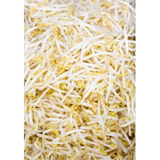 BIO Nasiona na kiełki - Fasola Mung - certyfikowane nasiona ekologiczne