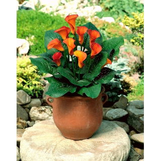 Calla Mango