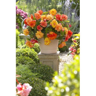 Begonia - Golden Balcony - kwiaty o ciepłych odcieniach - 2 szt