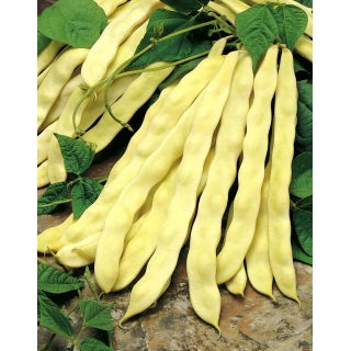 Fasola Goldmarie - szparagowa typu Mamut - 100 gram