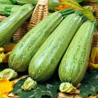 Cukinia Nimba - 100 gram