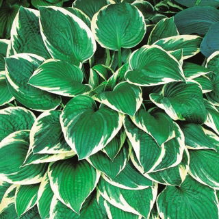 Funkia - Hosta Fortunei Francee