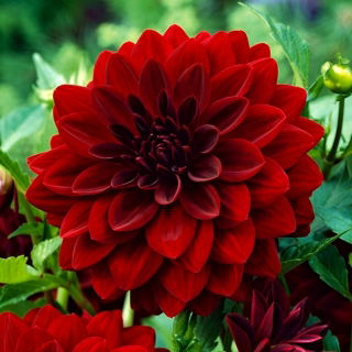 Dalia - Arabian Night