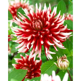 Dalia - Friquolet