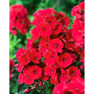 Floks (Phlox) - Płomyk wiechowaty - czerwony - 1 szt.
