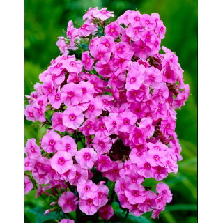 Floks (Phlox) - Płomyk wiechowaty - różowy - 1 szt.