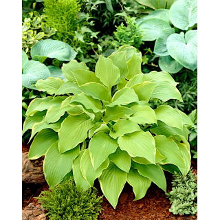 Funkia - Hosta Lakeside Cha Cha