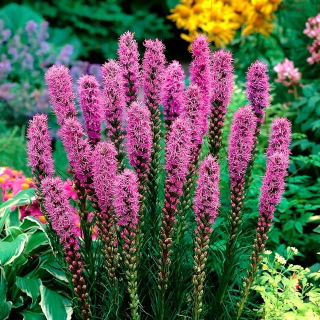 Liatra kłosowa purpurowa - Liatris Spicata Purple - 10 szt.