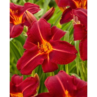 Liliowiec Chicago Fire