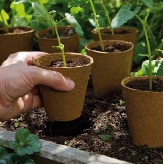 Doniczki torfowe okrągłe 6 cm śr. - 100 sztuk