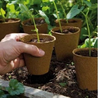 Doniczki torfowe okrągłe 6 cm śr. - 500 sztuk