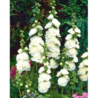 Malwa biała - White - 1 szt.
