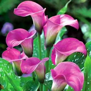 Calla różowa - Pink