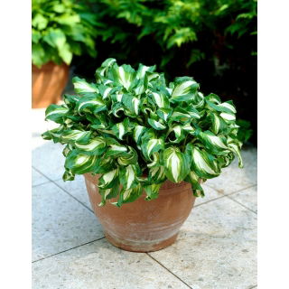 Funkia - Hosta Mediovariegata