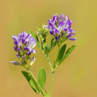Lucerna siewna Ludelis - 1 kg