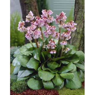 Bergenia Baby Doll