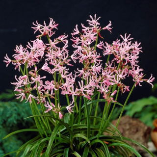 Nerine Undulata - 1 szt.