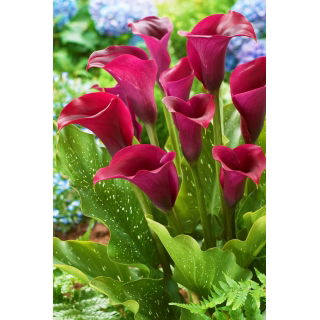 Calla Saigon