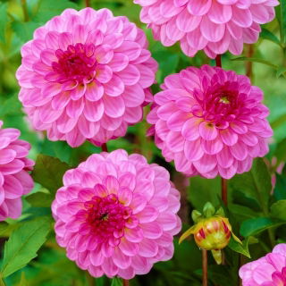 Dalia - Lenny's Dream