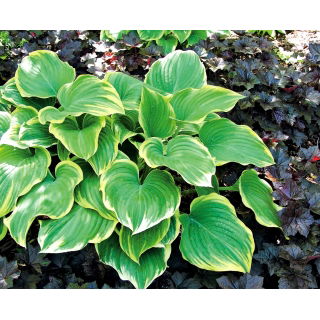 Funkia - Hosta Winter Snow