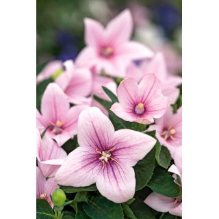 Platykodon, Rozwar wielkokwiatowy - Fuji Pink