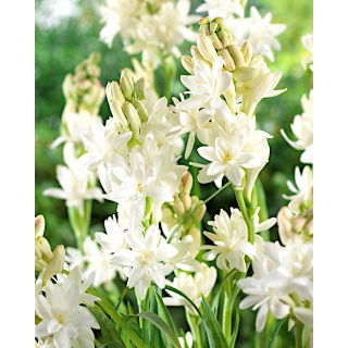 Tuberoza wonna - Polianthes - 2 szt.