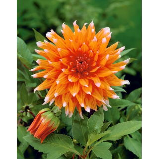 Dalia - Colour Spectacle