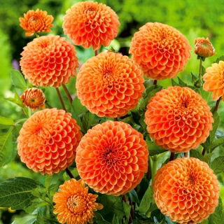 Dalia - Sylvia - pomponowa