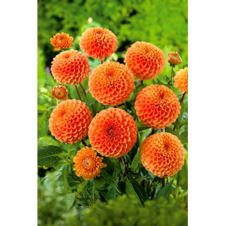 Dalia - Sylvia - pomponowa