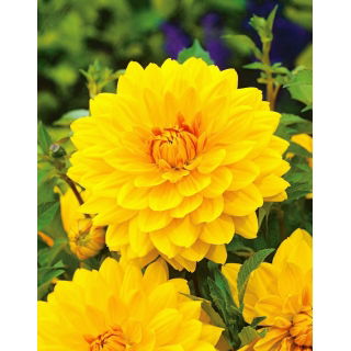 Dalia żółta - Dahlia Yellow