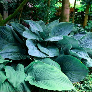 Funkia - Hosta Empress Wu