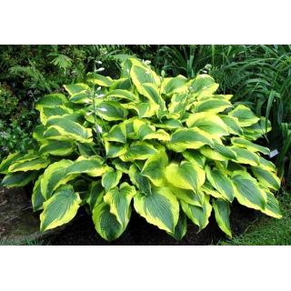 Funkia - Hosta Satisfaction
