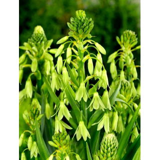 Galtonia zielonkawa - 1 szt.