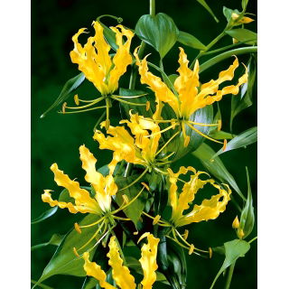 Glorioza żółta - Gloriosa Lutea